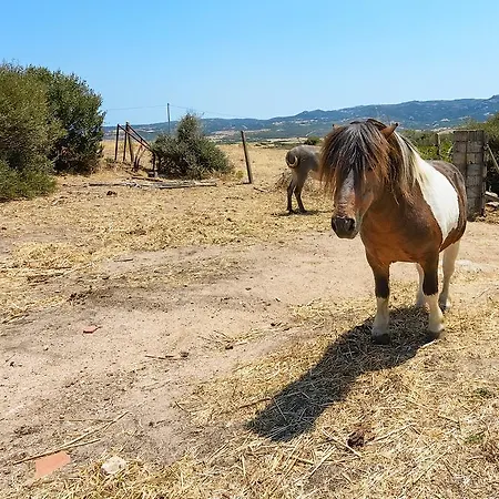 Lu Nodu Alloggio per agriturismo